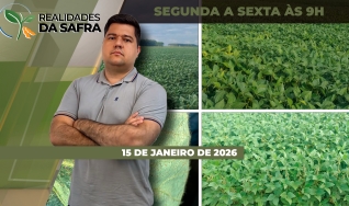 Realidades da Safra - Notícias Agrícolas