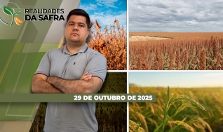 Realidades da Safra - Notícias Agrícolas