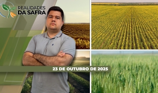 Realidades da Safra - Notícias Agrícolas