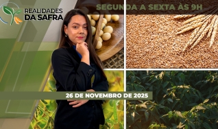 Realidades da Safra - Notícias Agrícolas