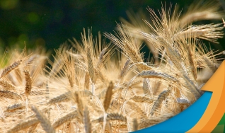 Albano Antônio Strieder - Engenheiro Agrônomo do Sindicato Rural de São Borja/RS