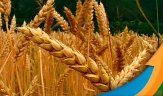 Larissa Bones - Eng. Agrônoma da Copercampos de Campos Novos/SC
