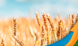 Albano Antônio Strieder - Engenheiro Agrônomo do Sindicato Rural de São Borja/RS