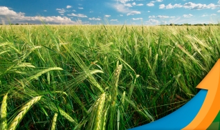 Carlos Hugo Godinho - Engenheiro Agrônomo do Deral