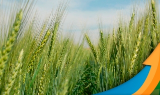 Albano Antônio Strieder - Engenheiro Agrônomo do Sindicato Rural de São Borja/RS
