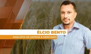 Élcio Bento - Analista da Safras & Mercado