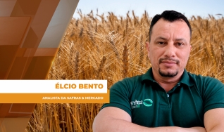 Élcio Bento - Analista da Safras & Mercado