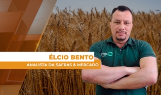 Élcio Bento - Analista da Safras & Mercado