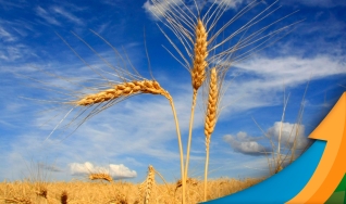 Albano Antônio Strieder - Engenheiro Agrônomo do Sindicato Rural de São Borja/RS