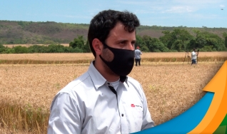 Com genética adaptada, irrigação e pressão de doenças diferentes, trigo do cerrado cresce e bate recordes de produtividade e qualidade
