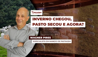 Wagner Pires - Especialista em Manejo de Pastagem