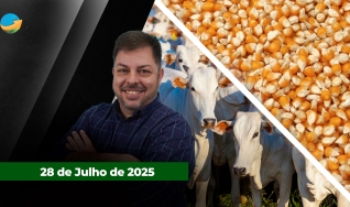 Fechamento de Mercado - Programa Completo