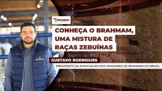 Gustavo Rodrigues - Presidente da Associação dos Criadores de Brahman do Brasil