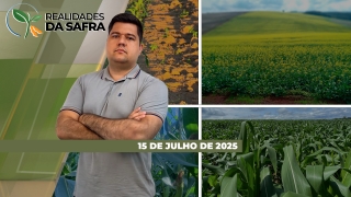 Realidades da Safra - Notícias Agrícolas