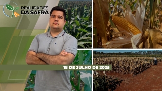 Realidades da Safra - Notícias Agrícolas