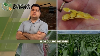 Realidades da Safra - Notícias Agrícolas