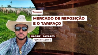 Gabriel Tavares - Pecuarista