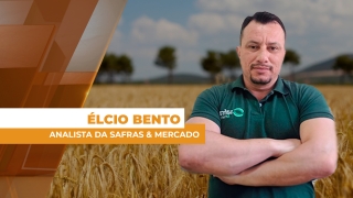 Élcio Bento - Analista da Safras & Mercado