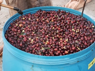 Fermentação do café