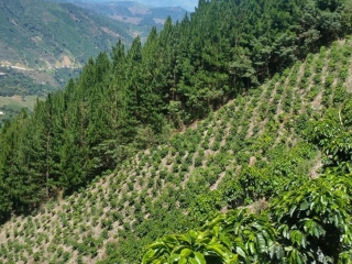 cafezal