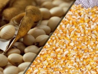 destacao - soja e milho - USDA
