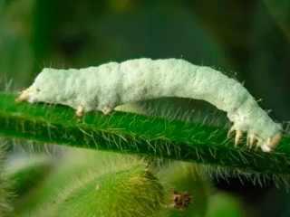 O fungo Metarhizium rileyi ataca lagartas prejudiciais à agricultura - 16:9