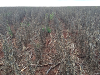 Soja danificada pelo excesso de chuvas em Astorga (PR)