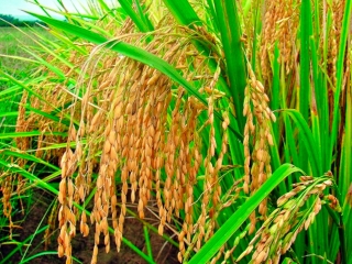 Arroz 16:9