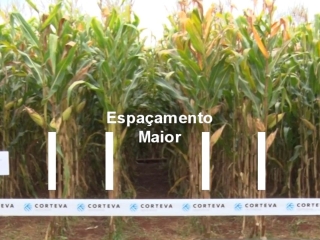 manejo linhas gemeas milho - agronomy day