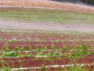 Registro de granizo em Itapuca (RS) - Foto: Reprodução/Redes sociais 16:9