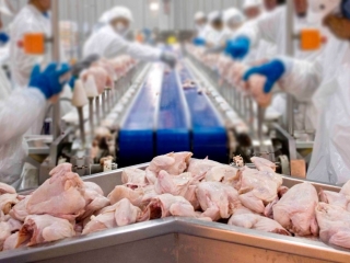 frangos preparados pra resfriamento, industria - 16:9
