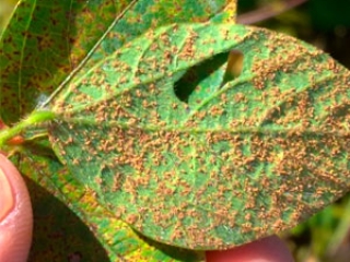 Ferrugem asiatica