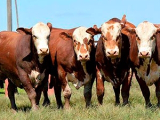 Boi hereford destaque video