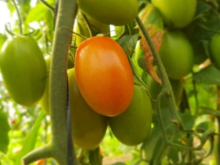 Tomate Vero - Horticeres Sementes 16:9