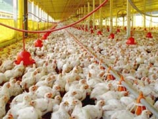 Aves - Destaque 2