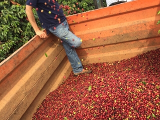 Imagem do dia - Colheita mecanizada de café do produtor Roberto Rocchini na cidade de Campos Altos (MG)