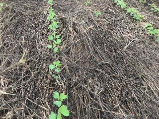 Plantio de soja na palha em Luís Eduardo Magalhães (BA). Envio de Marcelino Mariussi