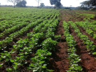 Plantação de feijão