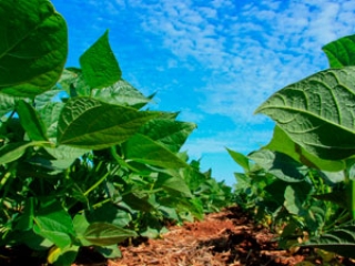 Plantio de soja destaque video