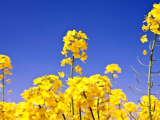 Canola 16:9