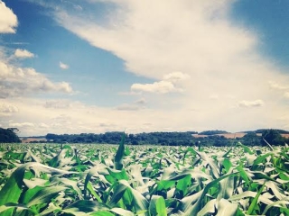 Imagem do dia - Lavoura de milho em Paulo Frontin (PR), do produtor Emanuel Janiszewski