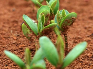 Soja Plantio - Destaque 2 - 377x370