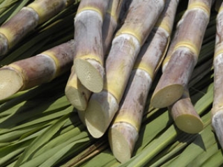 Destaque Cana