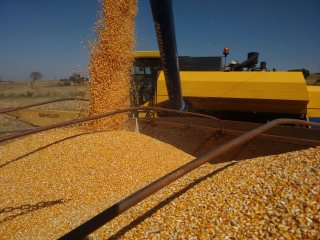 Imagem do dia - Colheita do milho safrinha em Marialva (PR), do produtor Jair Casado