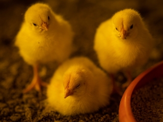 pintinhos cna frango pintos de um dia avicultura aves