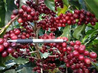 Imagem do Dia - Lavoura de café em Araxá (MG), enviado pelo engenheiro agrônomo Marco Aurélio
