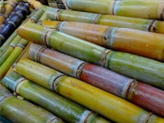 Cana de Açucar