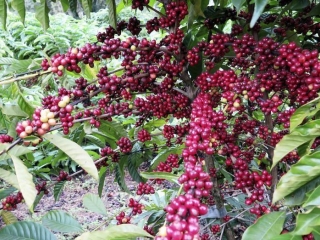 cafe nova 2020 (5) - 16:9