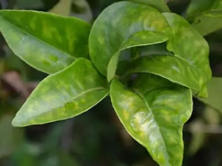 greening