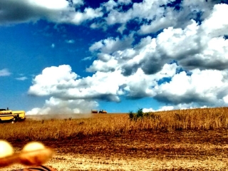Imagem do dia - O produtor Roges Muzzo nos enviou imagens do período de colheita da soja, em Getúlio Vargas (RS)
